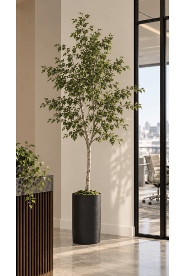 200cm Potted Birch Tree