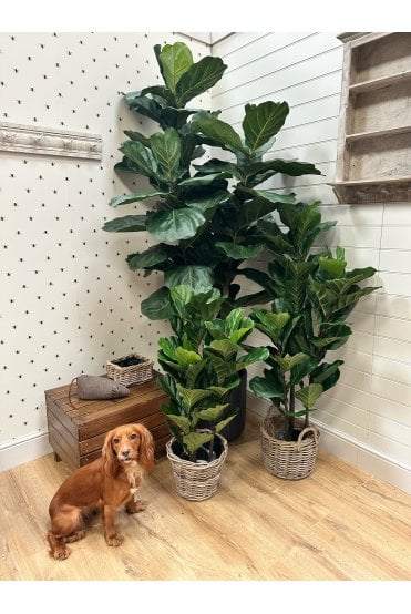 Artificial Ficus Lyrata 90cm - 190cm