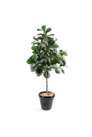 Artificial Ficus Lyrata Fig Tree 210cm