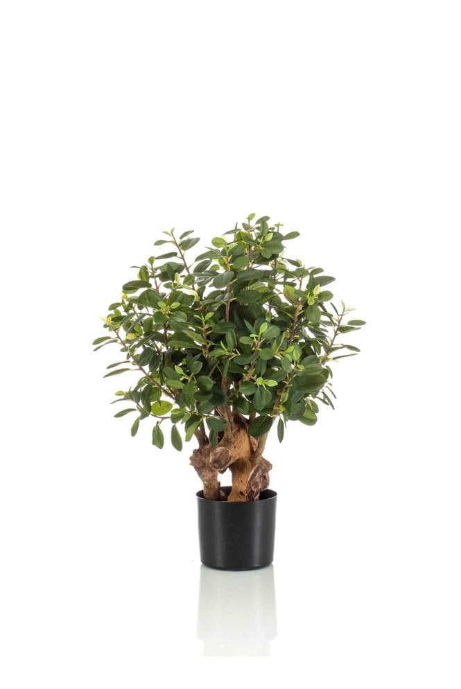 The Artificial Plants Shop Artificial Ficus Panda Botanic 70cm