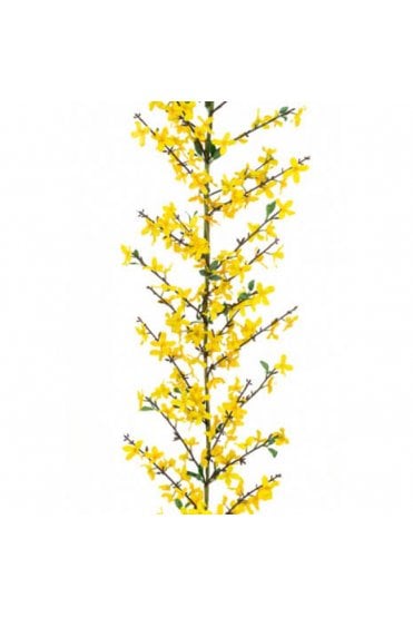 Artificial Forsythia Garland
