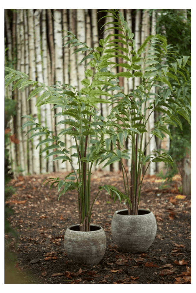 The Artificial Plants Shop Artificial Leather Fern Tree 2 Size Options