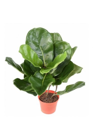 Artificial Lyrata Succulent Mini 44cm