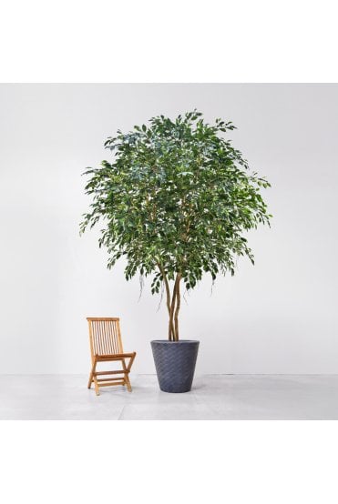 Artificial Natural Trunk Ficus Exotica 300cm 