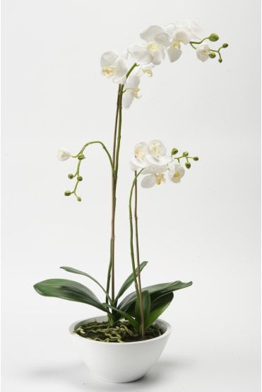 Artificial Orchid Display 77cm tall
