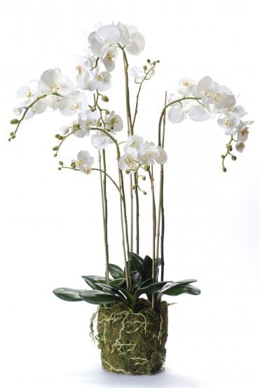 Artificial Phalaenopsis Display
