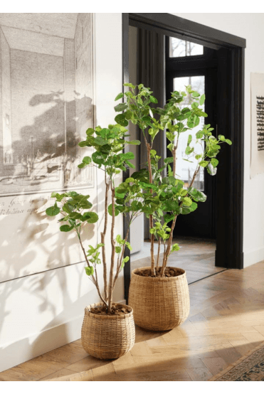 Artificial Polyscias Tree 160cm