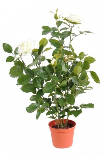 Artificial Rose Bush White