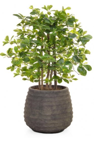 Artificial Schefflera Arrangement - Taupe Base