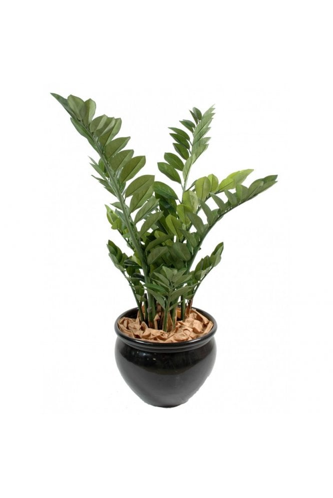 The Artificial Plants Shop Artificial Zamifolia Plant 90cm