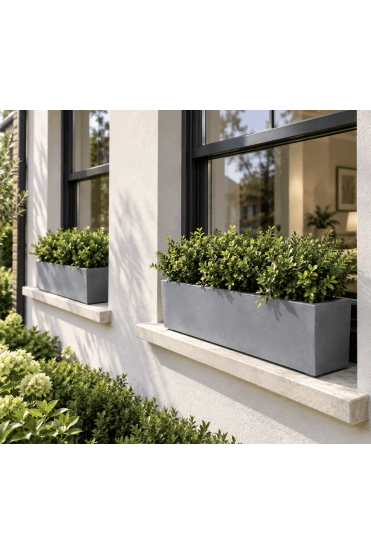 Buxus Hedge Planting