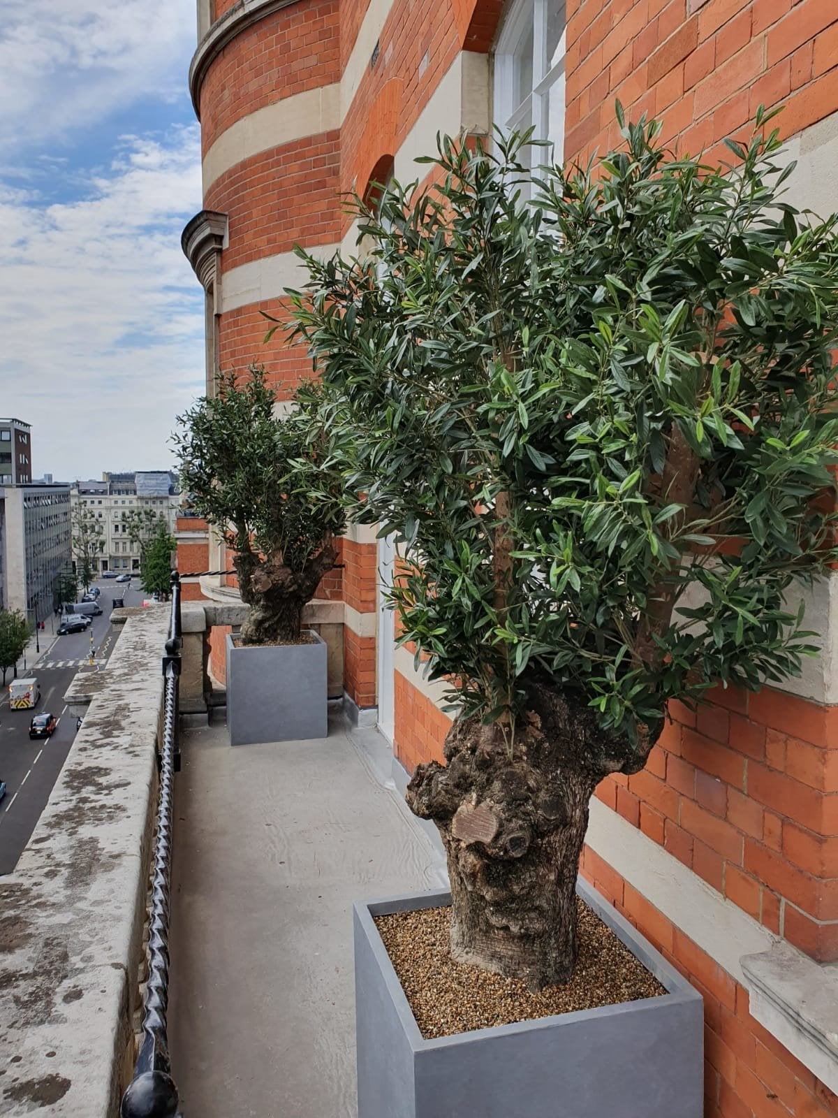 Bespoke Artificial Uv Artificial Olive Tree Build & Installation