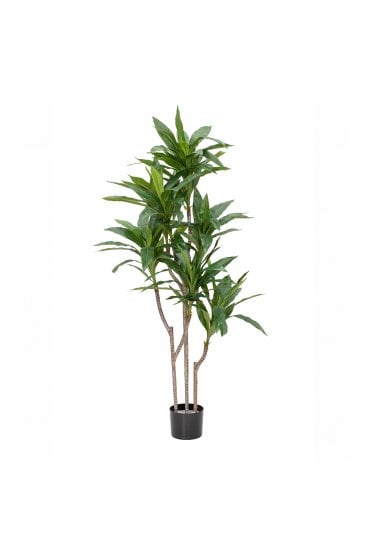 Cordyline Tree in Black Pot 
