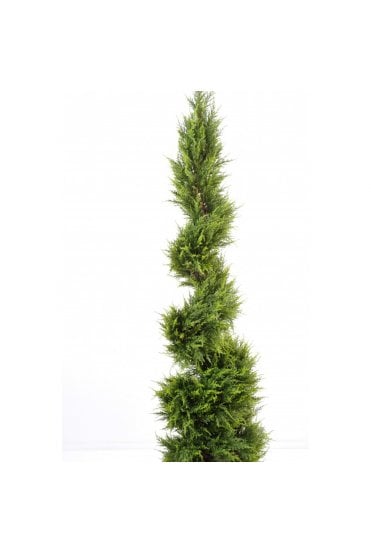Cypress Juniper Slim Spiral