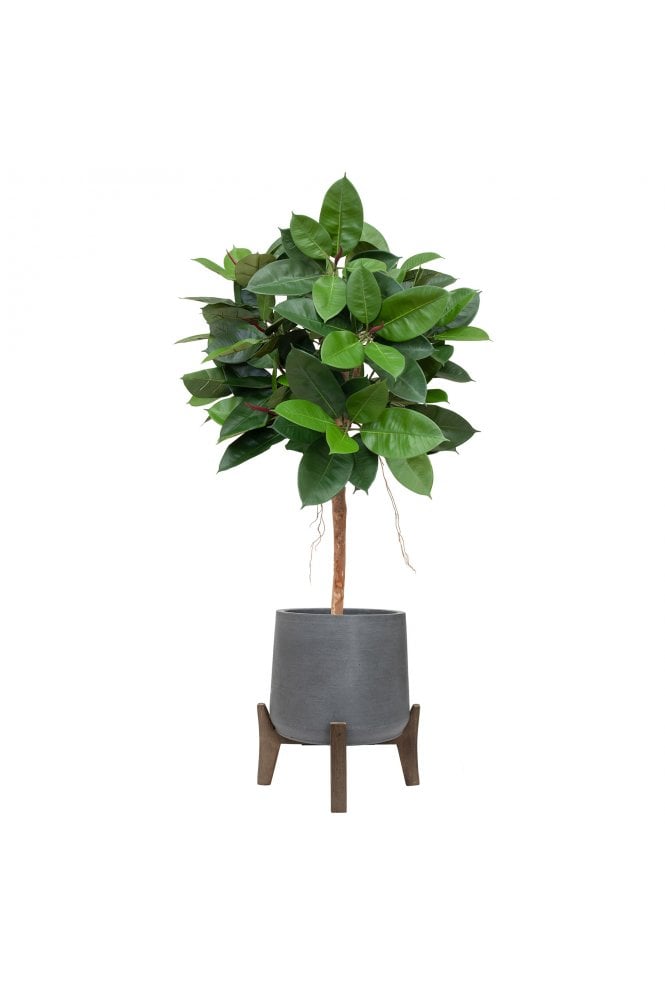 Ficus Elastica Ball in Hanover Pot 