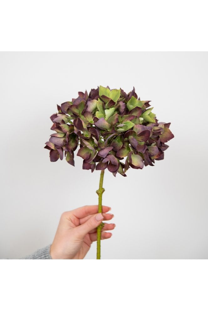 Hydrangea Burgundy 46cm