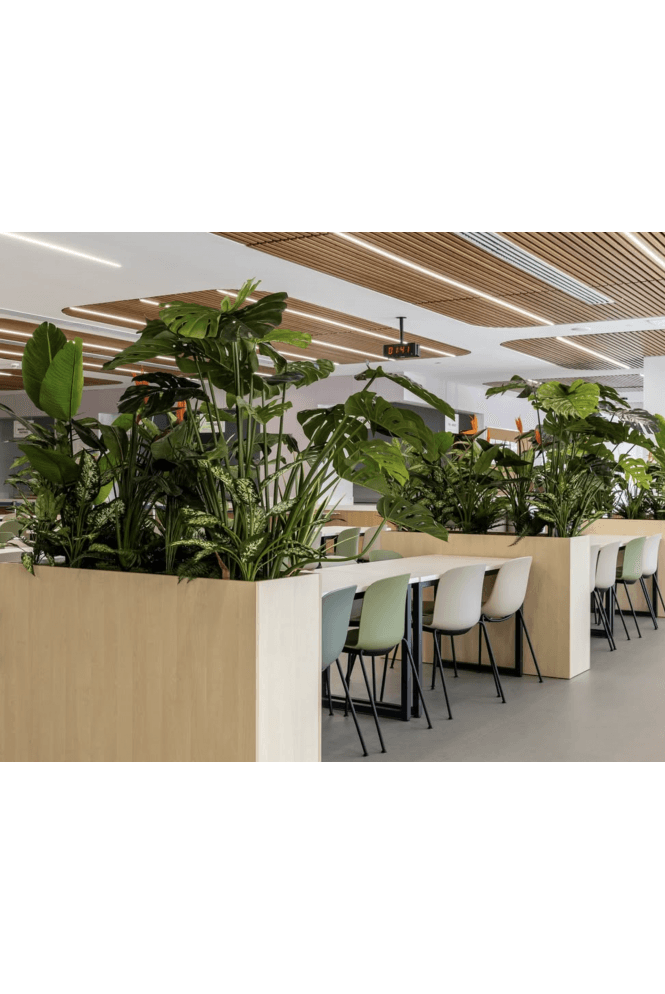 Monstera & Dieffenbachia Tropical Trough Filler
