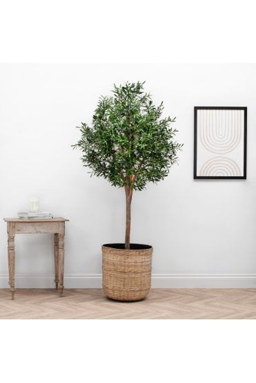 Natural Trunk Olive Tree 210cm 
