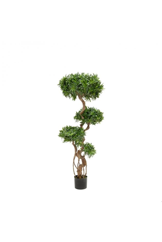 Natural Trunk Podocarpus Tree 150cm 
