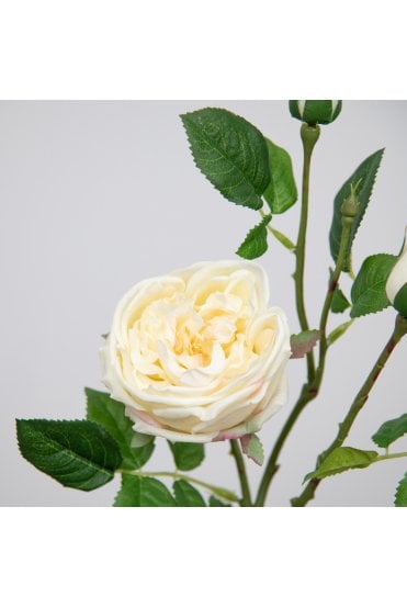 Rose- Austin Cream  