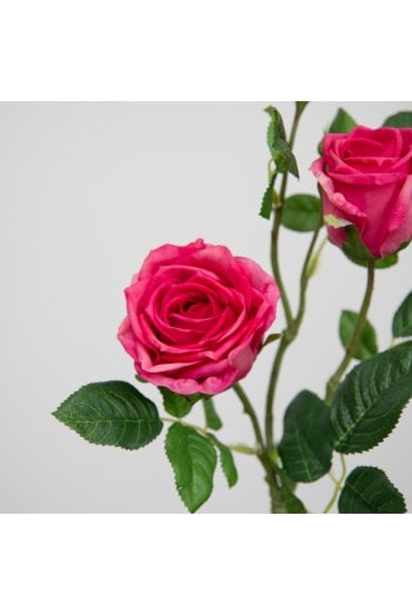Rose Victoria -Pink