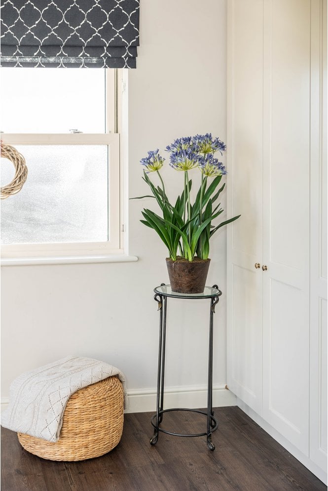 The Artificial Plants Shop Artificial Agapanthus Display Blue