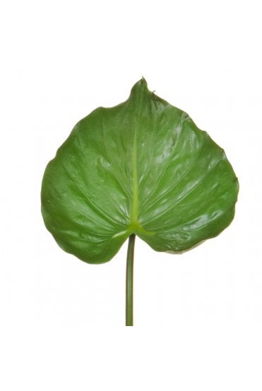 Artificial Alocasia Leaf