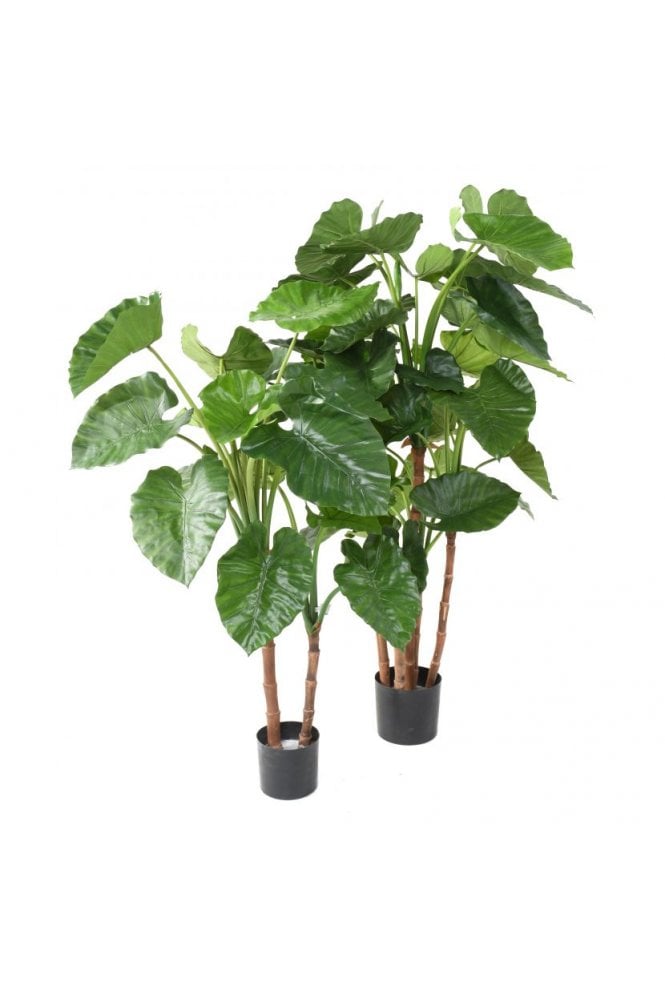 The Artificial Plants Shop Artificial Alocasia Tree