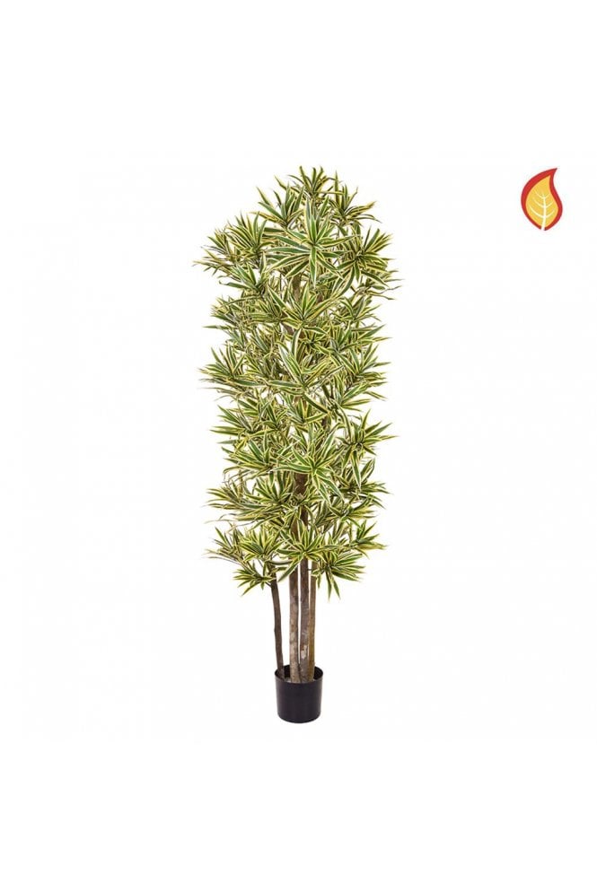 The Artificial Plants Shop Artificial Dracaena Song of India 180cm Flame Retardant