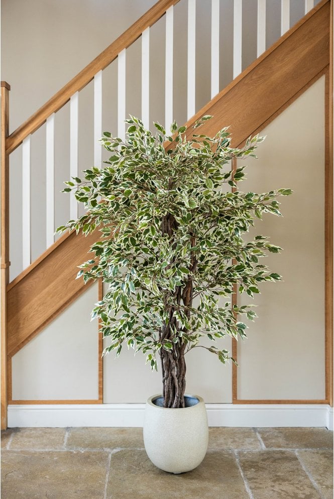 The Artificial Plants Shop Artificial Ficus Liana Variegated 150cm