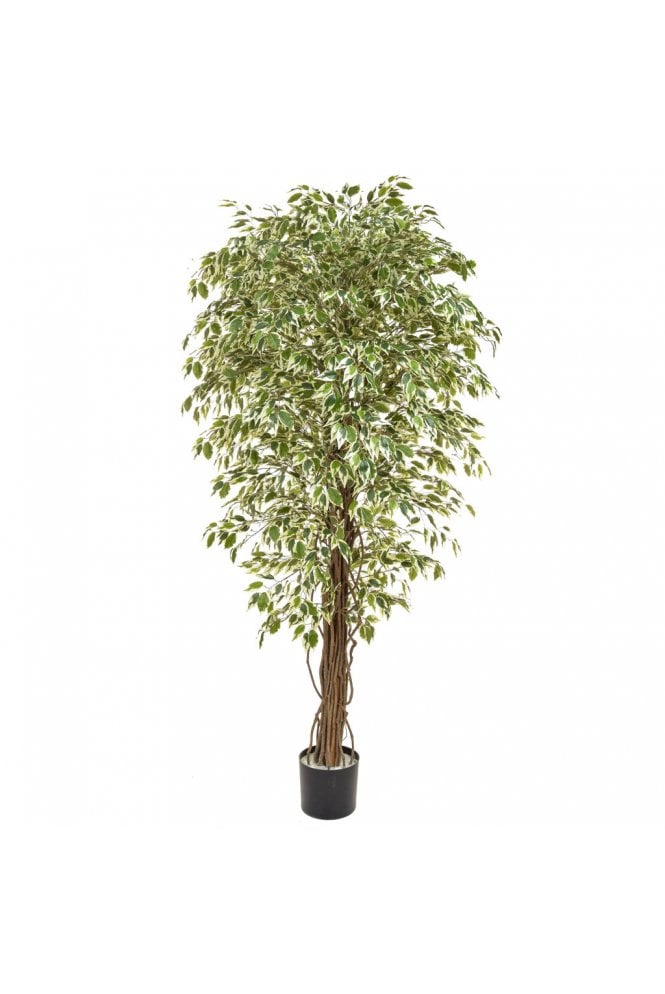 The Artificial Plants Shop Artificial Ficus Liana Variegated 180cm