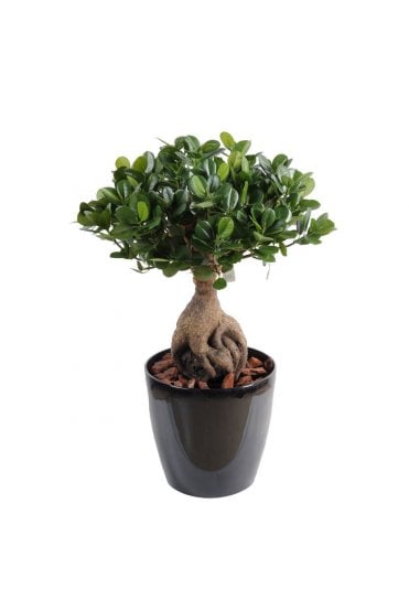 Artificial Ficus Panda Ginseng