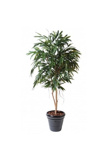 Artificial Ficus Royal Longifolia Tree