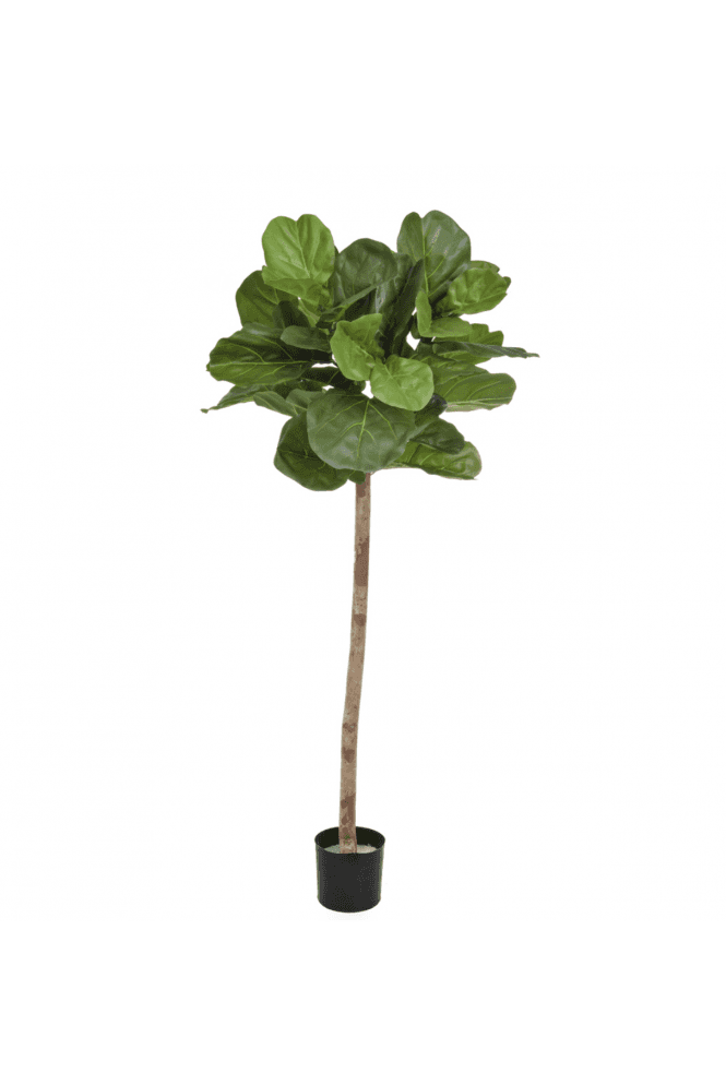 The Artificial Plants Shop Artificial Fiddle Tree 170cm