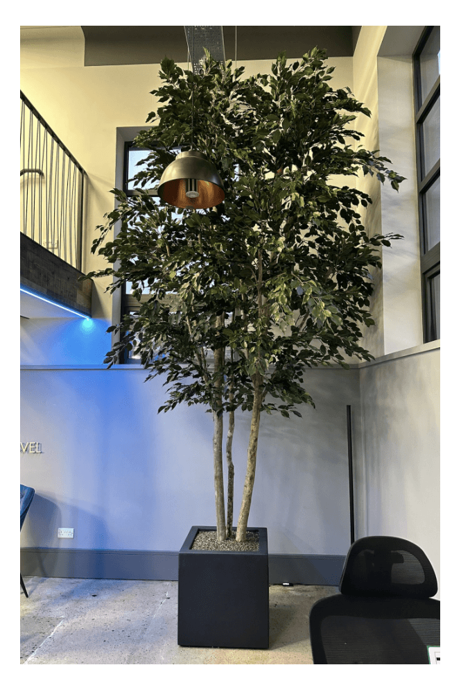 The Artificial Plants Shop Artificial Full Size IFR Ficus Tree