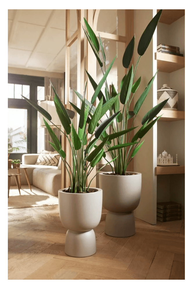 The Artificial Plants Shop Artificial Heliconia 175cm Tall