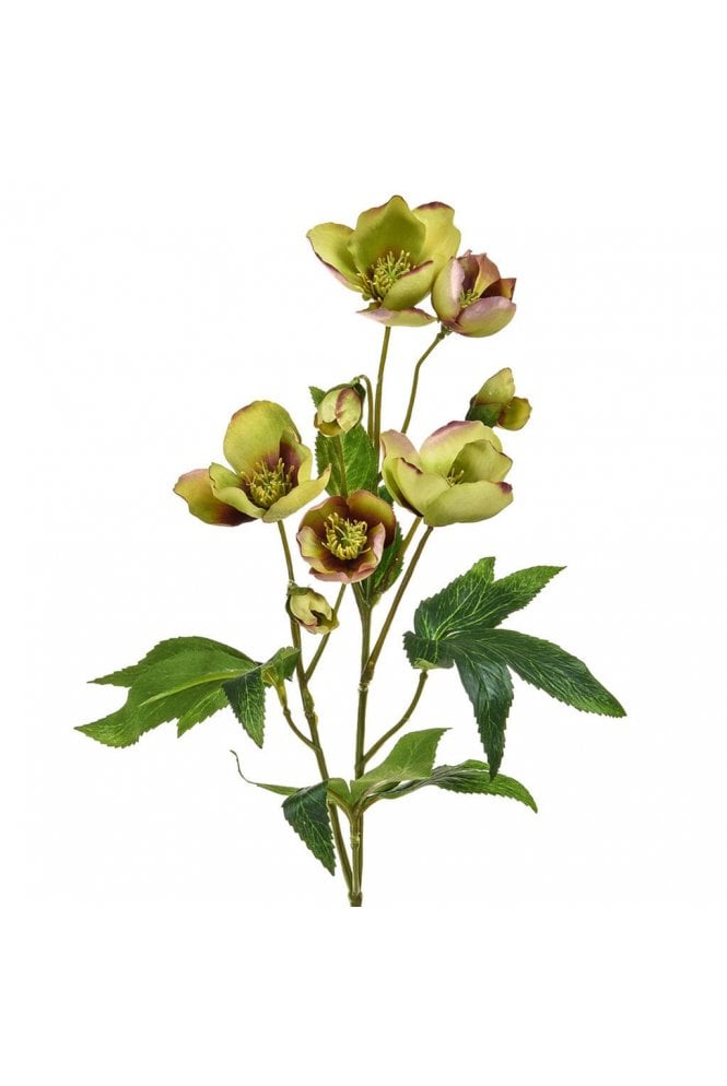 The Artificial Plants Shop Artificial Helleborus Stem Green/Burg (Pack of 6)