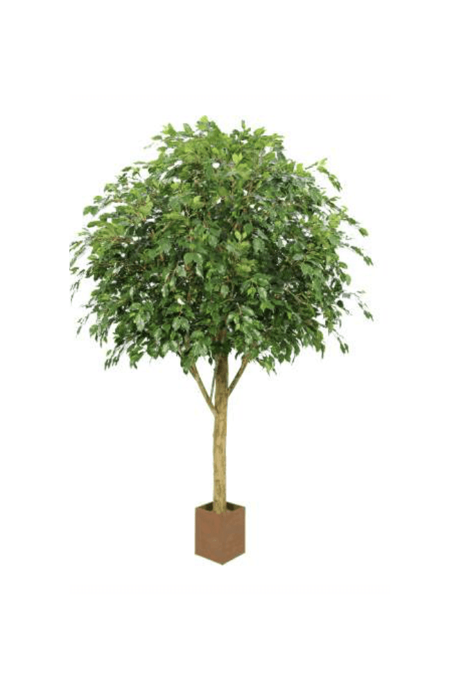 The Artificial Plants Shop Artificial IFR Ficus Tree Green