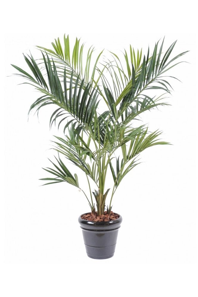 The Artificial Plants Shop Artificial Kentia Palm Type C (Royal)