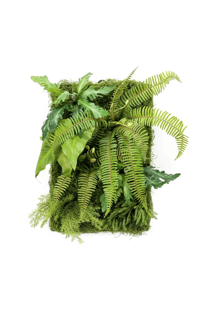 The Artificial Plants Shop Artificial Living Wall Fern Panel 60cm X 40cm