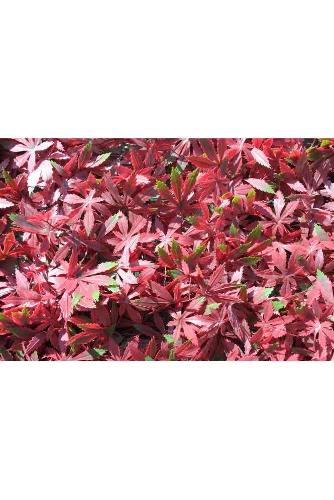 The Artificial Plants Shop Artificial Living Wall Red Maple UV