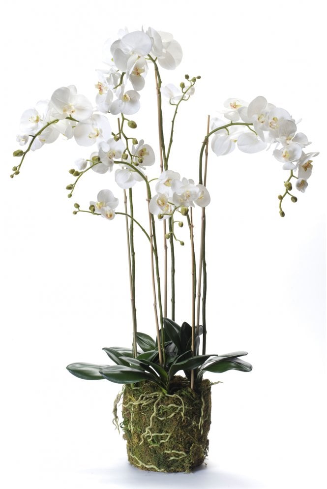 The Artificial Plants Shop Artificial Phalaenopsis Display