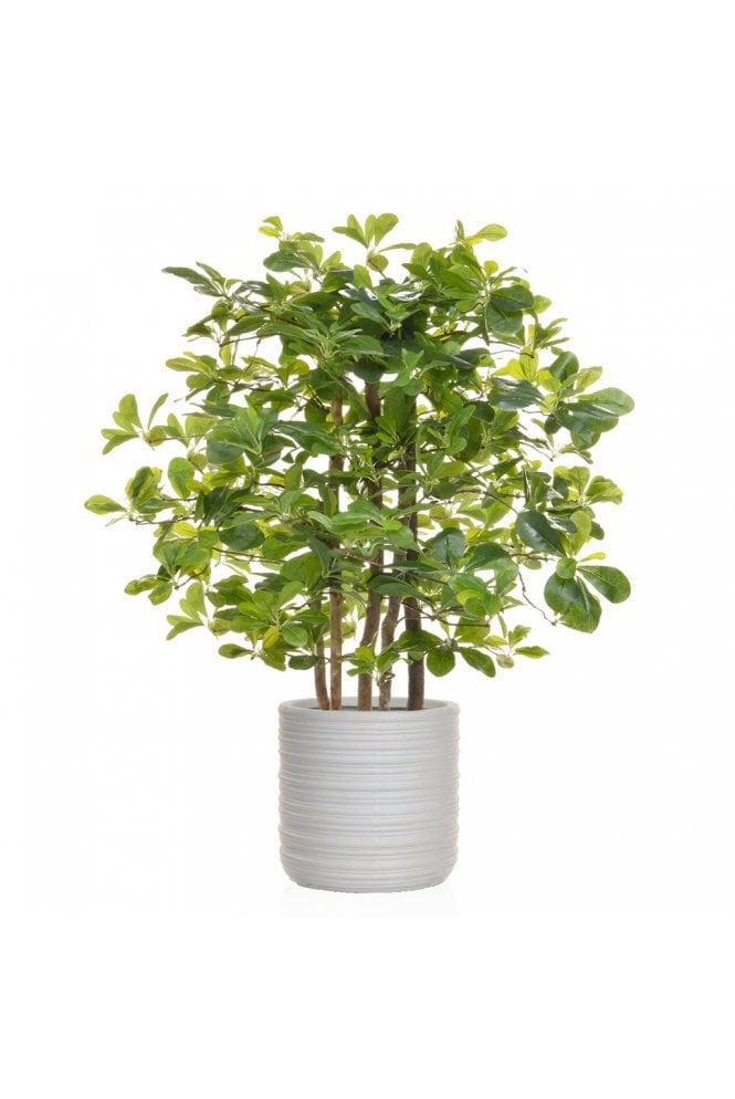 The Artificial Plants Shop Artificial Schefflera Potted in Natural Look Ribbed Planter