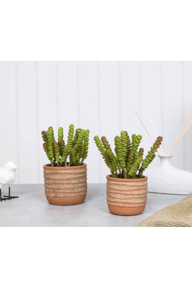 The Artificial Plants Shop Artificial Succulent Plant Potted in Terracotta Base