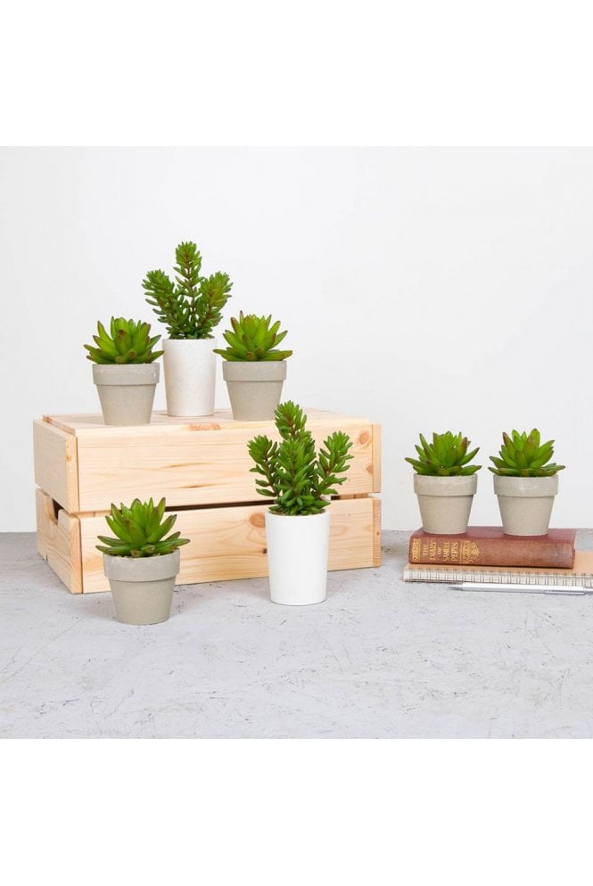 The Artificial Plants Shop Artificial Succulents Tray 12pc