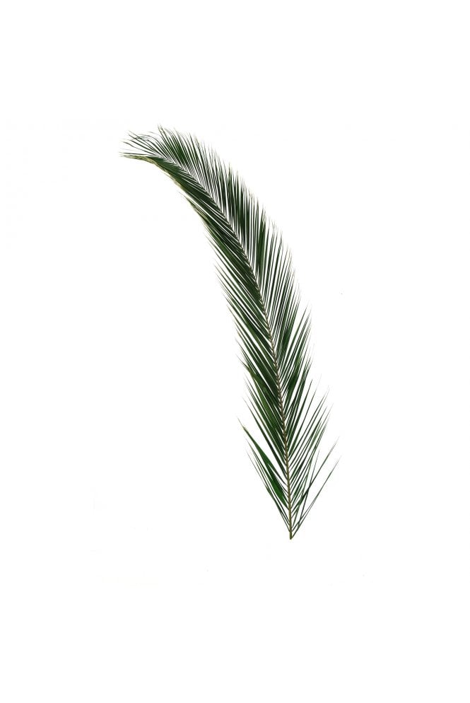 The Artificial Plants Shop Preserved Foliage Phoenix Frond 