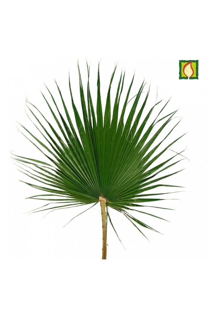 The Artificial Plants Shop Preserved Washingtonia Palm Leaf